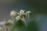 Climbing euonymus